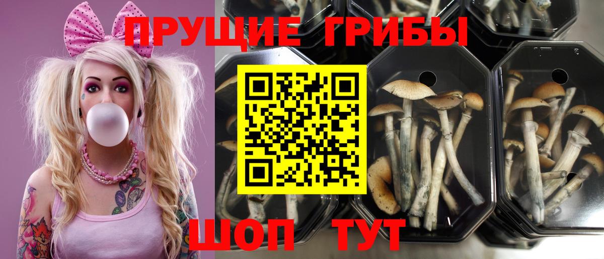 цены наркотик  Вход с VPN  Галлюциногенные грибы Magic Shrooms  Гулькевичи  Псилоцибиновые грибы Psilocybe 